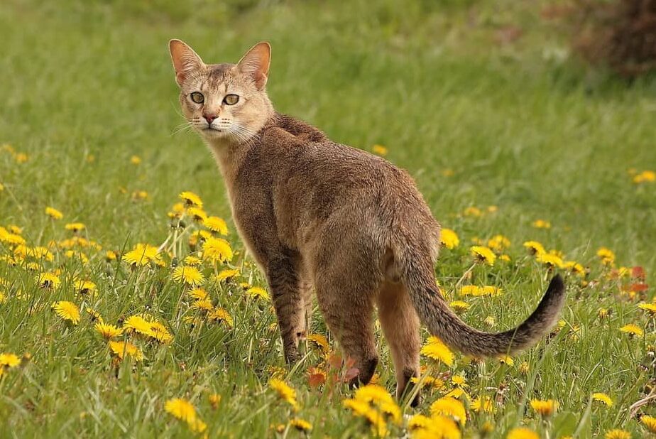 gatto Chausie