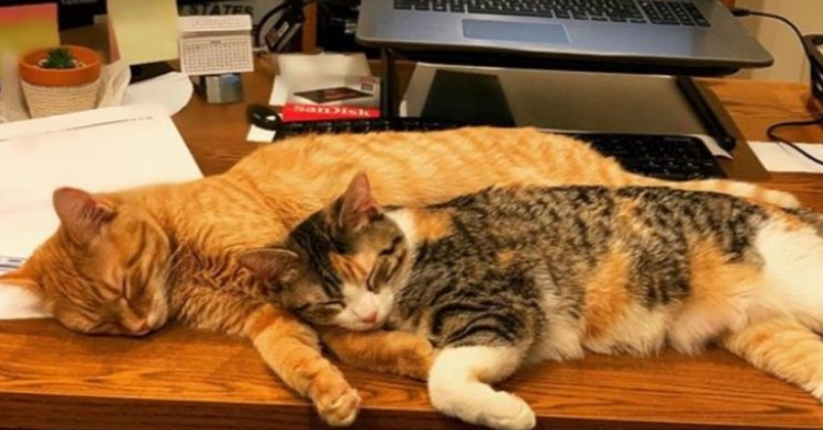 Debit e Credit, i due gattini che hanno un lavoro molto particolare (video)