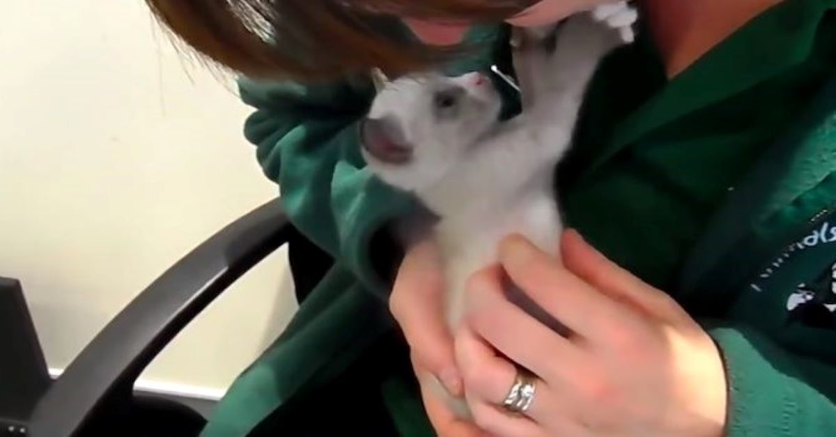 Dolly, il gattino che ringrazia la mamma (video)