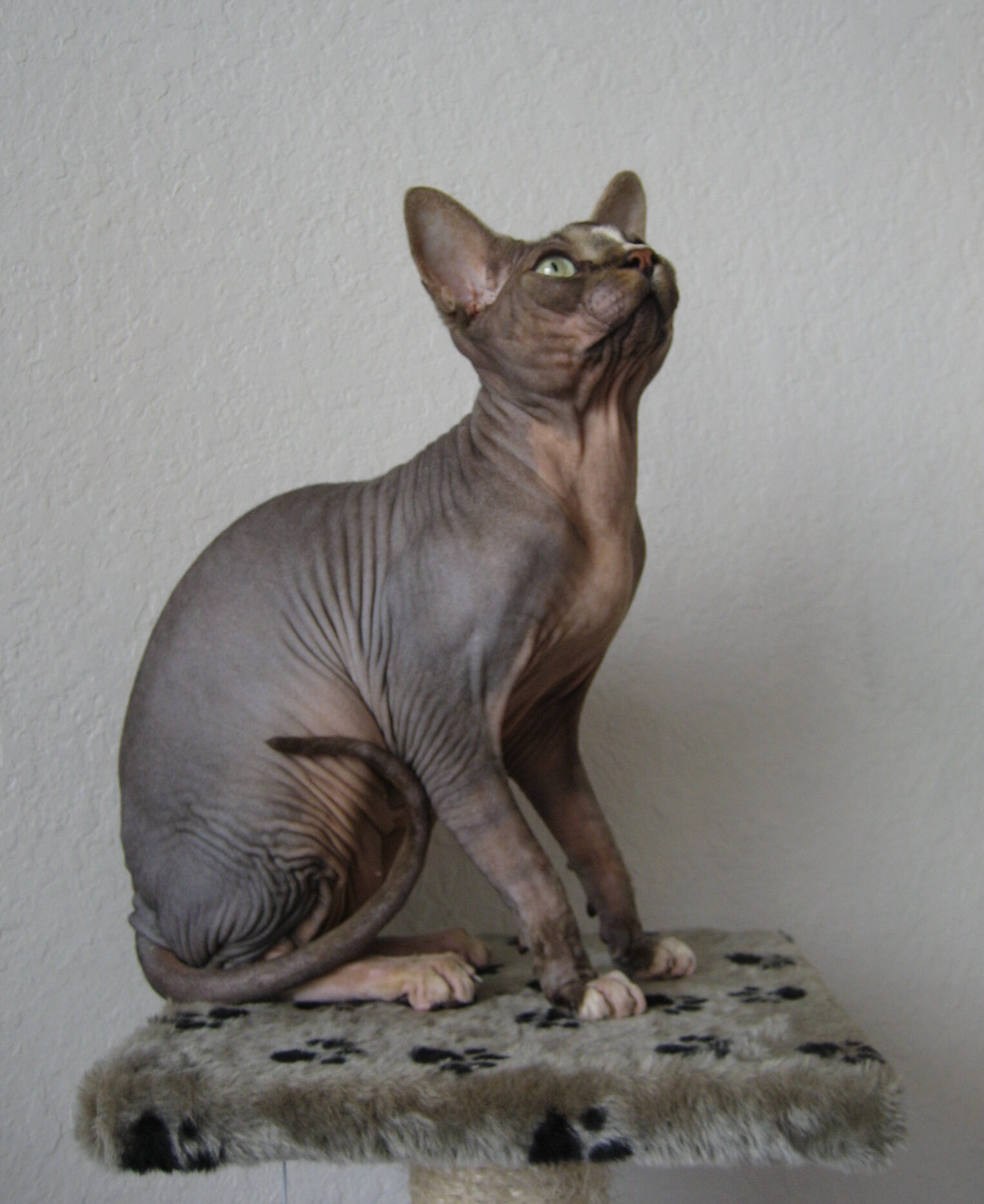 gatto Don Sphynx