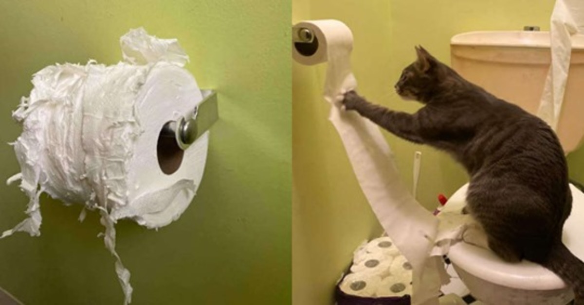 Eleanor la gattina che distrugge le scorte di carta igienica di casa