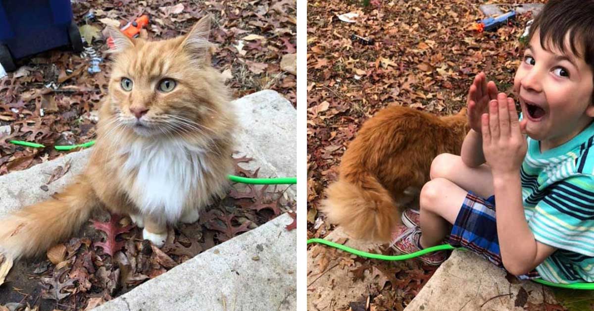 Garfield, il gattino che ha aiutato un bambino a superare un lutto