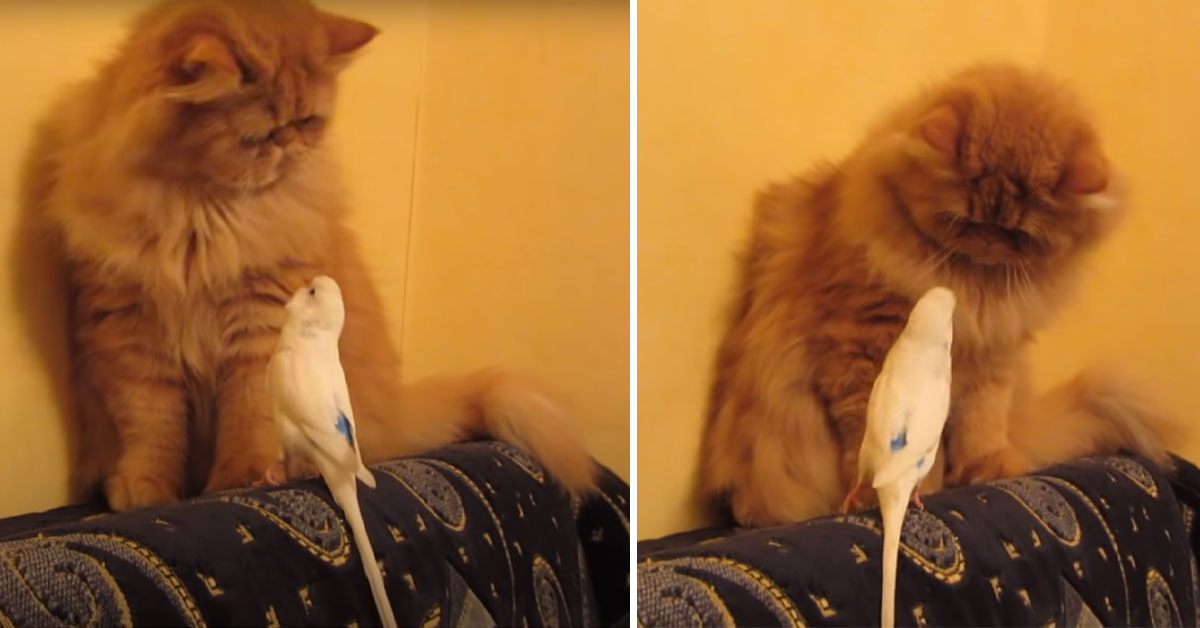 Gattino Persiano “litiga” con un pappagallo e la loro conversazione diventa virale (video)