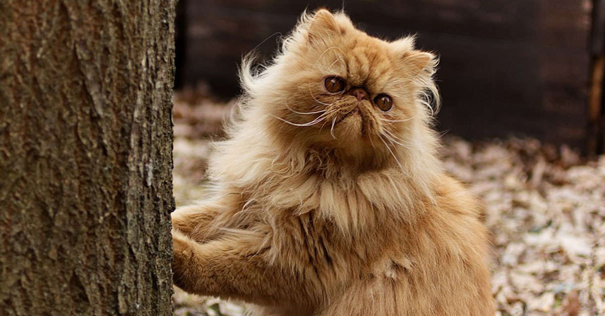 Gatto Persiano che osserva