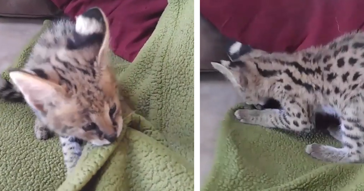 Gattino Savannah lotta per una coperta e il video fa il giro del web