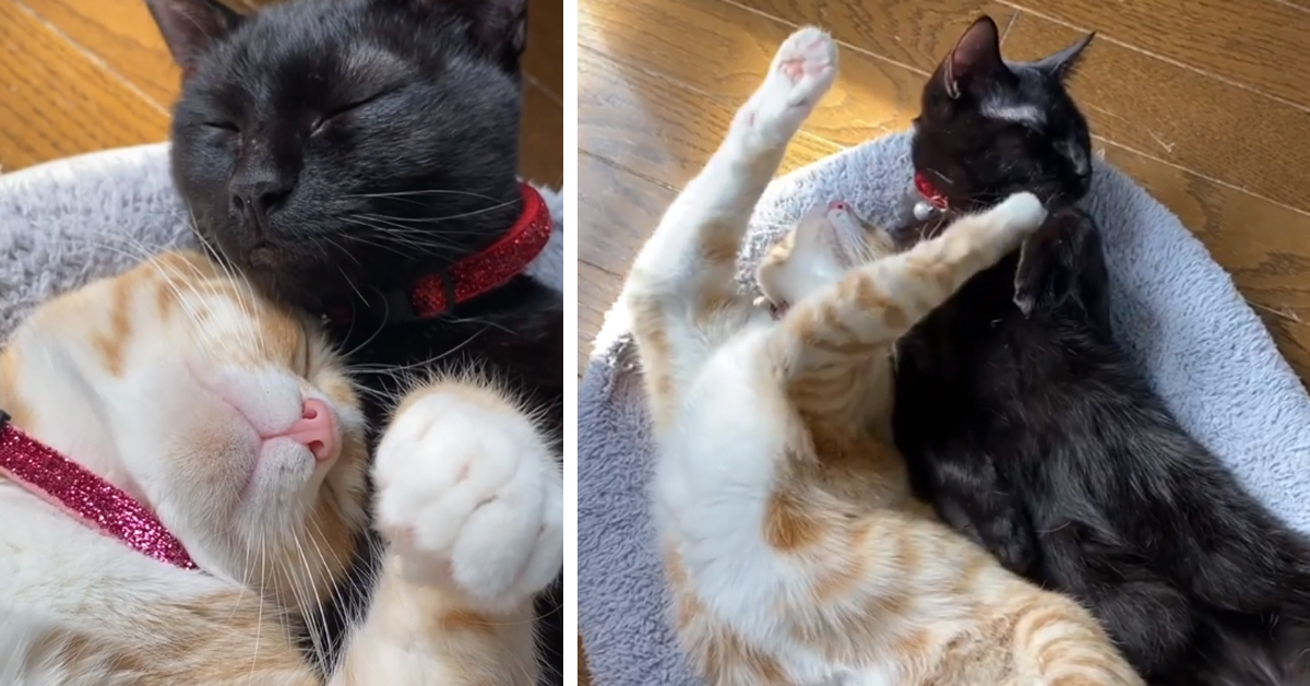 Gattino abbraccia un altro felino mentre sogna e il video diventa virale
