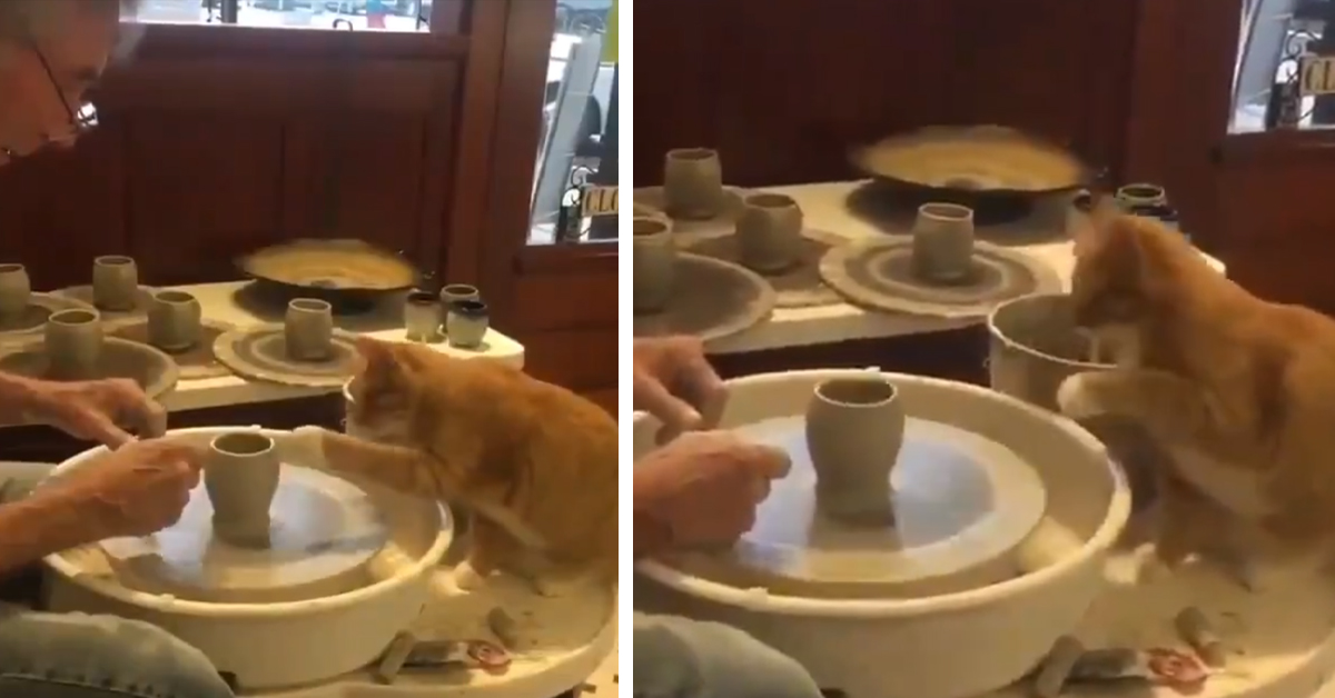 Gattino aiuta il proprietario a fare la ceramica con un tornio  (video)