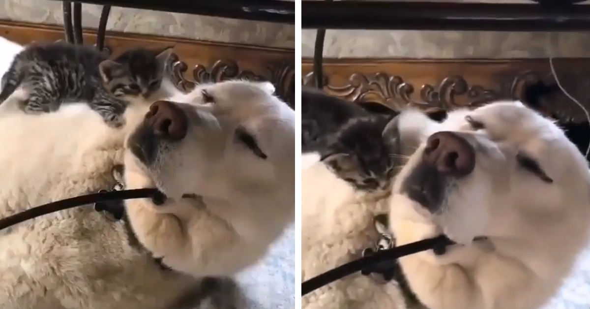 Gattino cerca un posto caldo in cui dormire tra il pelo del cane (video)