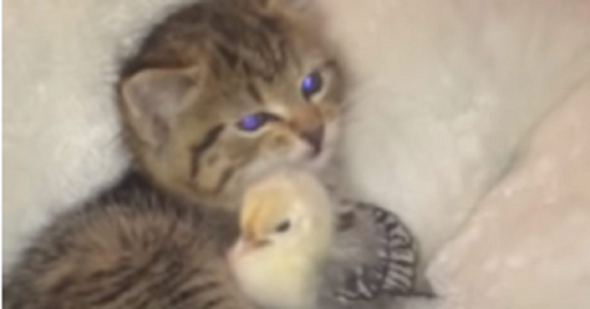 Gattino coccola il suo amico pulcino (video)