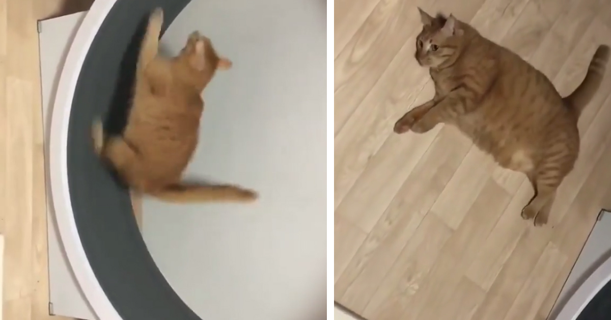 Gattino corre su una ruota come un criceto e il video conquista il web