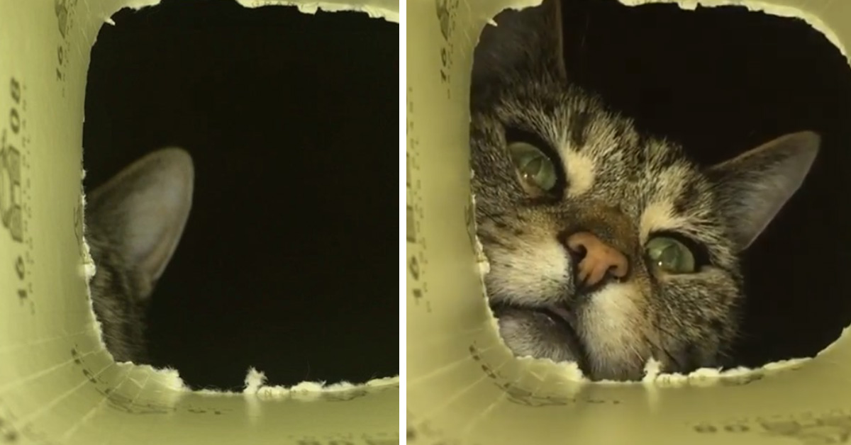 Gattino curioso esamina l’interno di una scatola e il video conquista il web