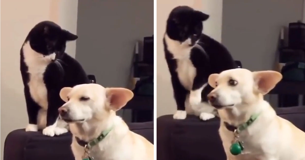 Gattino “dispettoso” gioca con le orecchie di un cane e il video fa il giro del web