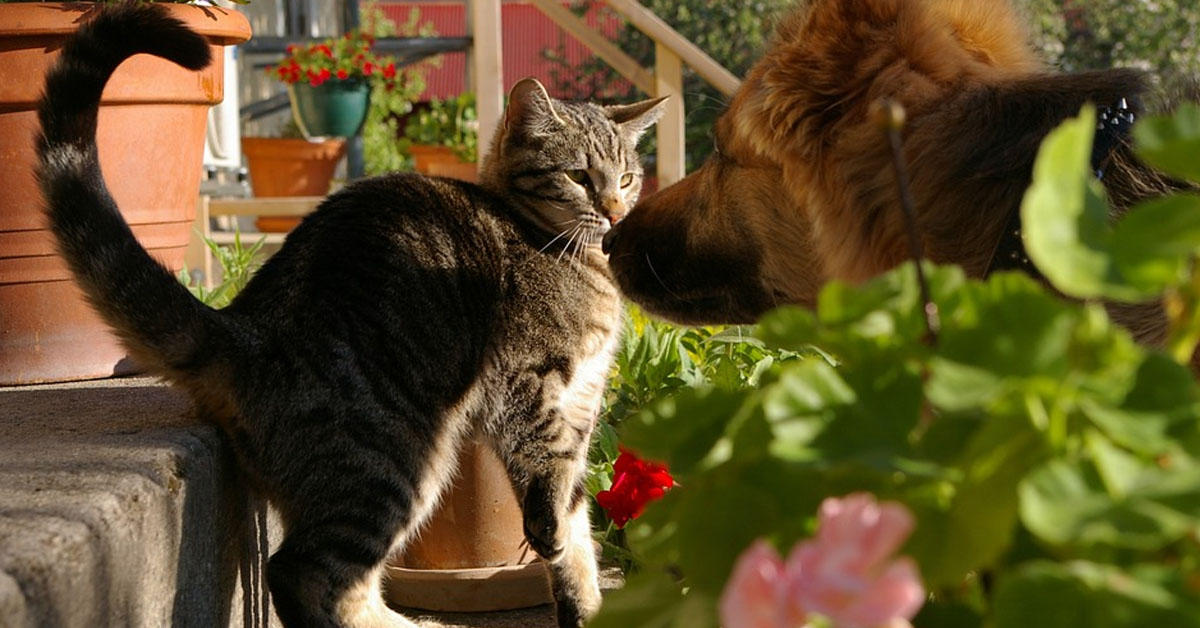 Gatto e cane si annusano