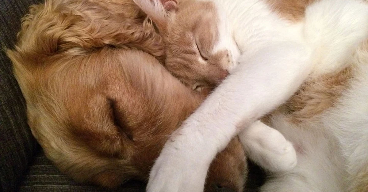 Gattino dorme con un cane