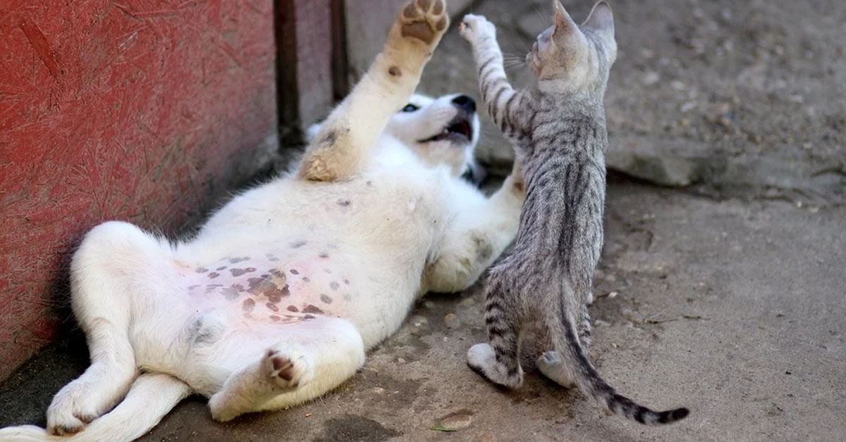 Gattino gioca con un cucciolo di cane