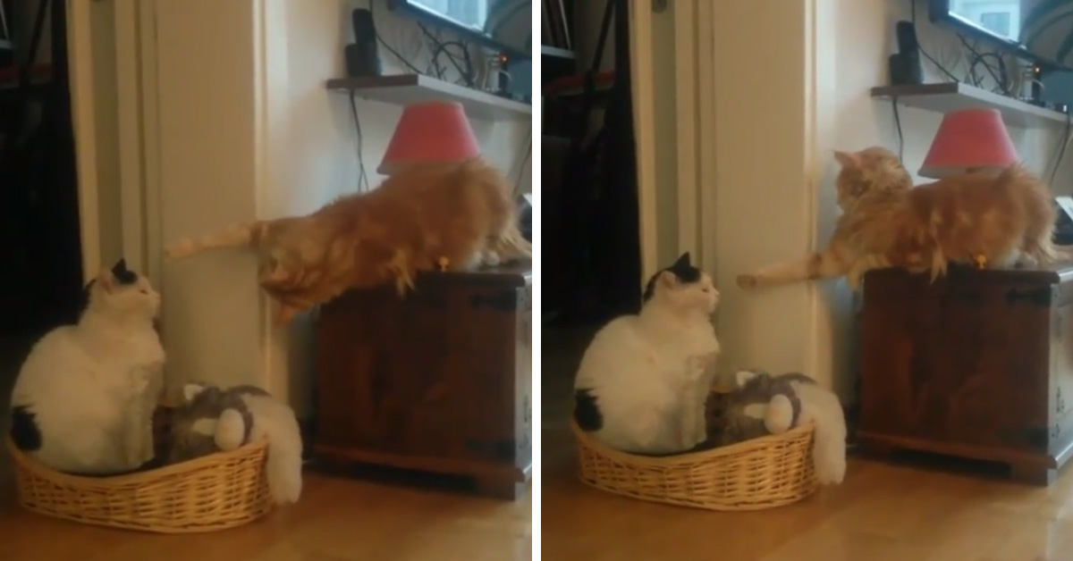 Gattino dispettoso infastidisce l’amico felino e il video diventa virale