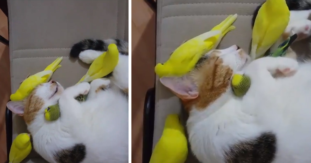 Gattino dorme circondato dai pappagalli e il video conquista il web