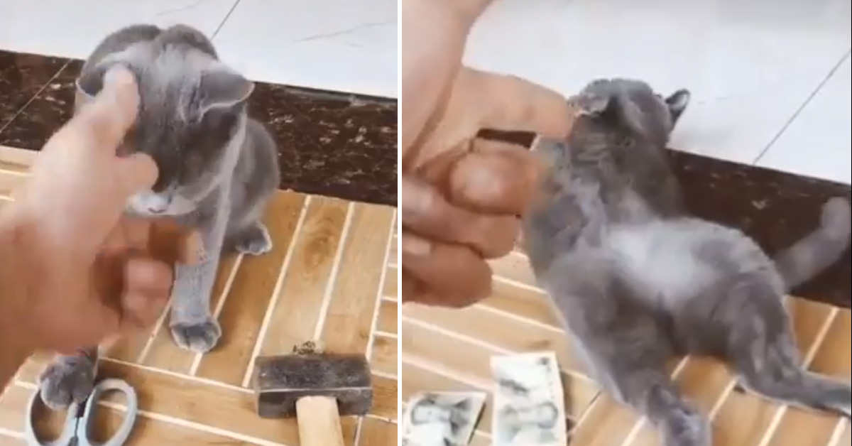 Gattino finge di perdere la vita dopo il finto sparo (video)
