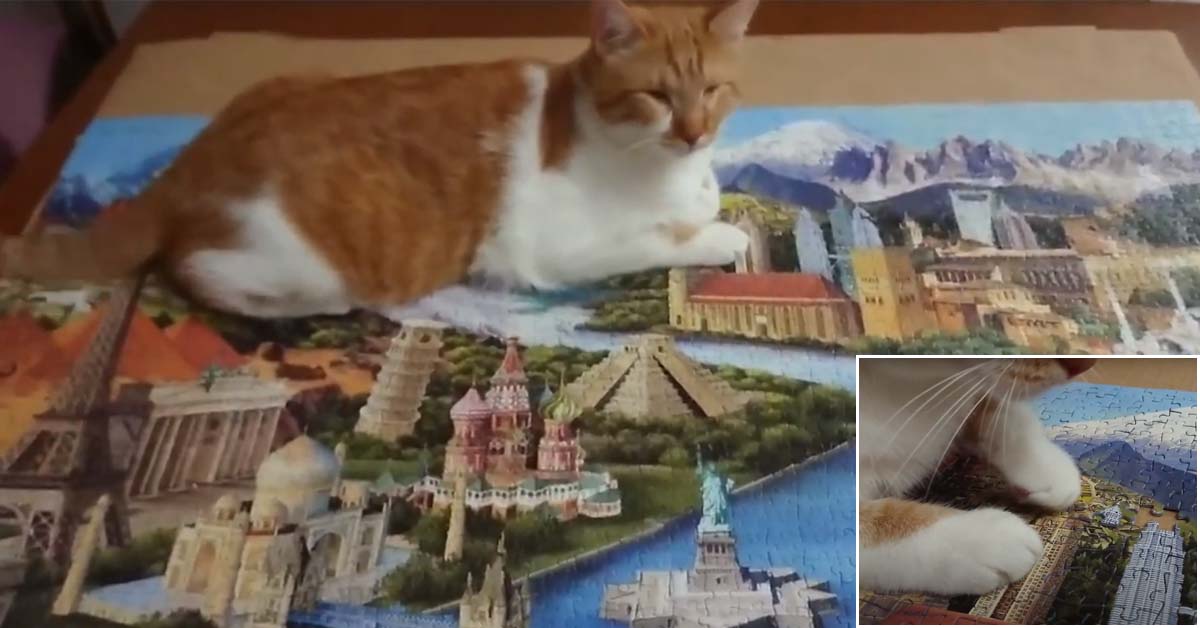 Gattino finisce un puzzle e il video spopola nel web