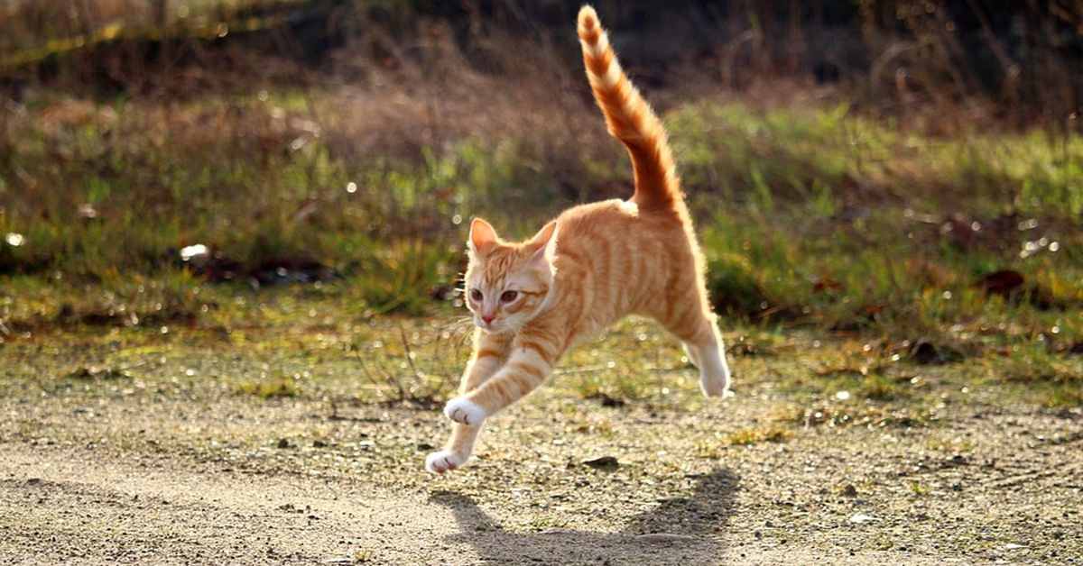 Gattino rosso che corre