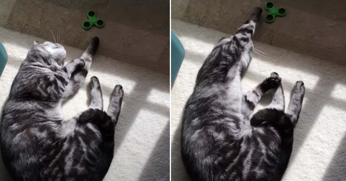 Gattino gioca con uno spinner e il video fa impazzire il web