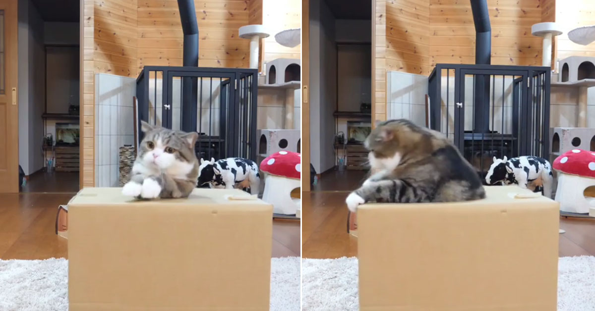 Gattino ha mangiato troppo durante la quarantena e non riesce ad uscire dalla scatola (video)