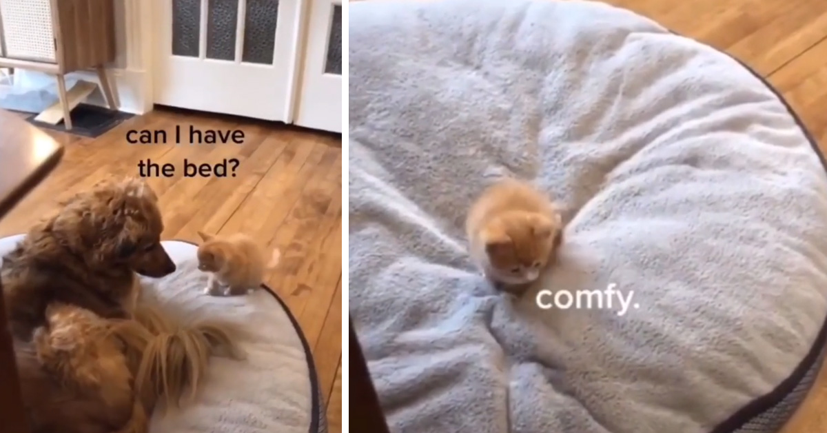Gattino minuscolo “ruba” la cuccia all’enorme cane e il video diventa virale