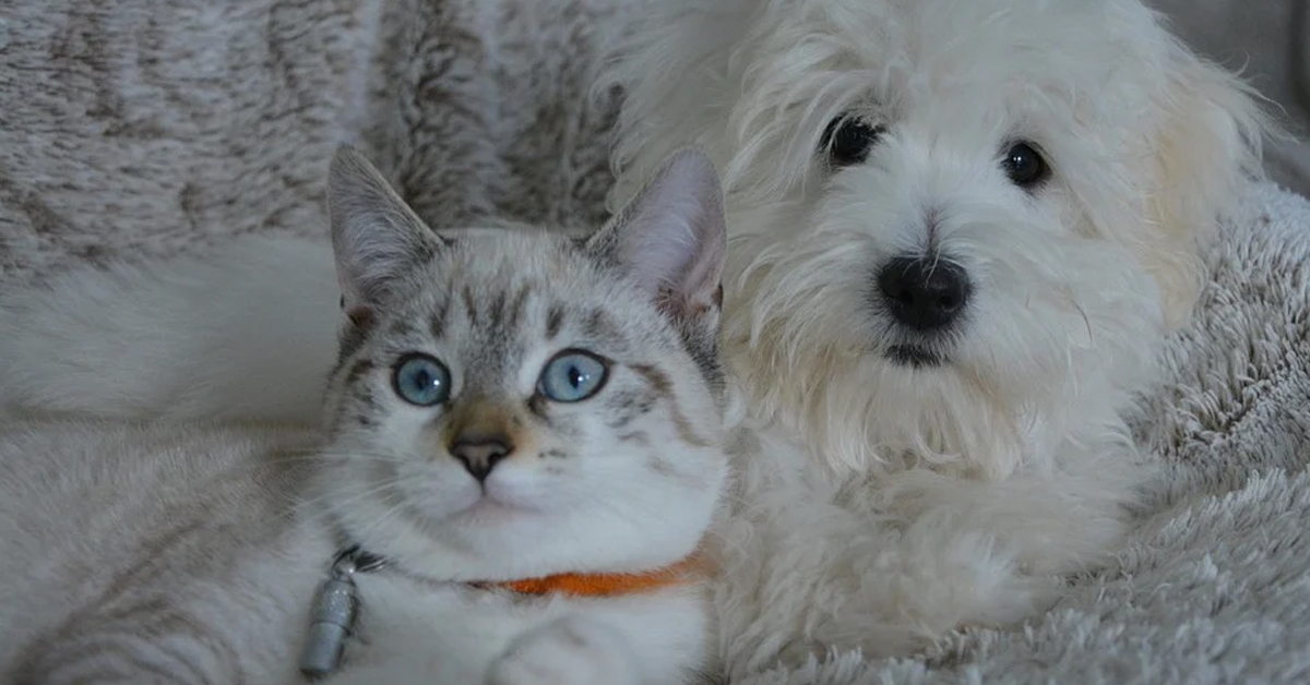 Gatto e cane che osservano