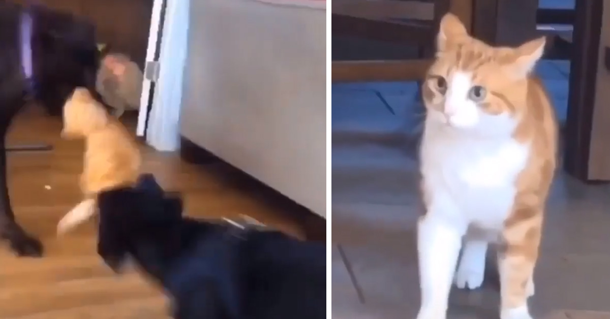 Gattino osserva due Labrador giocare con un peluche a forma di felino e il video conquista il web