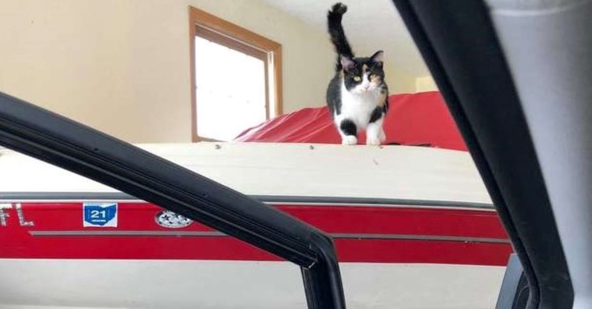 Gattino randagio sceglie un garage come casa