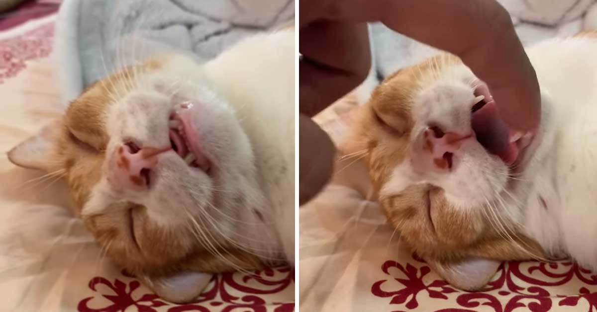 Gattino rosso dorme profondamente, incurante degli scherzi del proprietario (video)