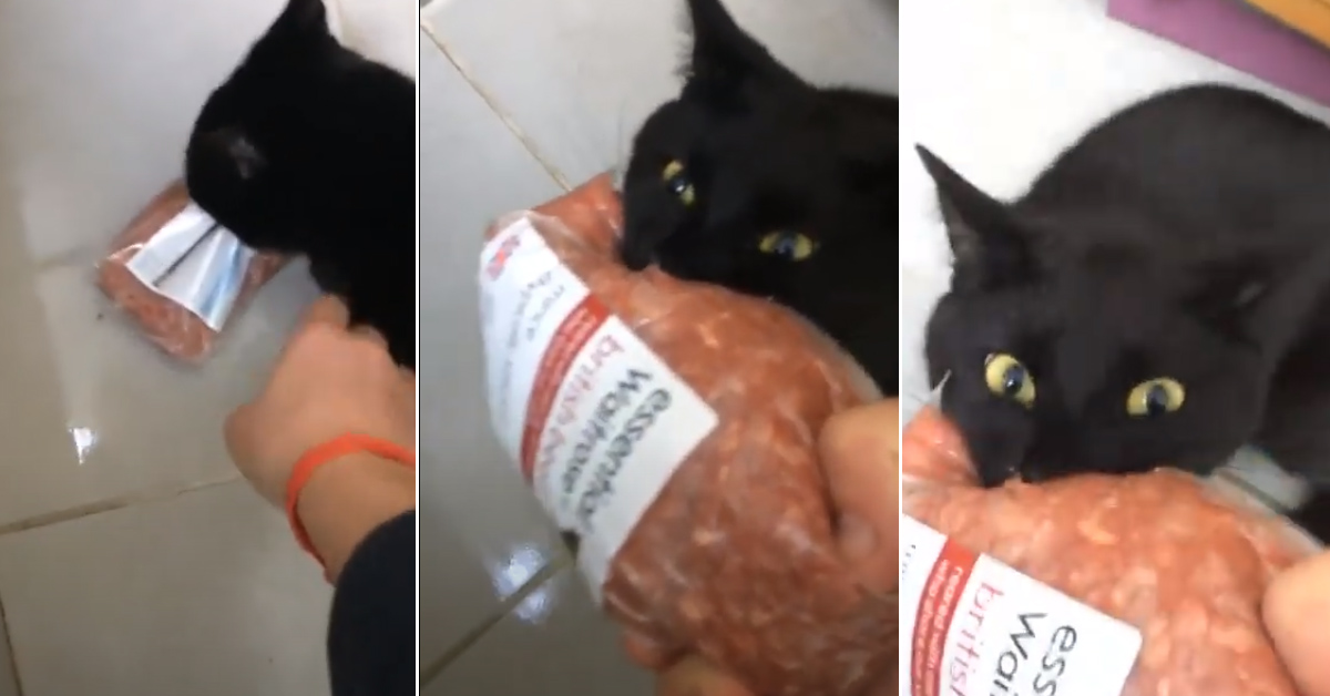 Gattino “ruba” la carne macinata e il video conquista il web