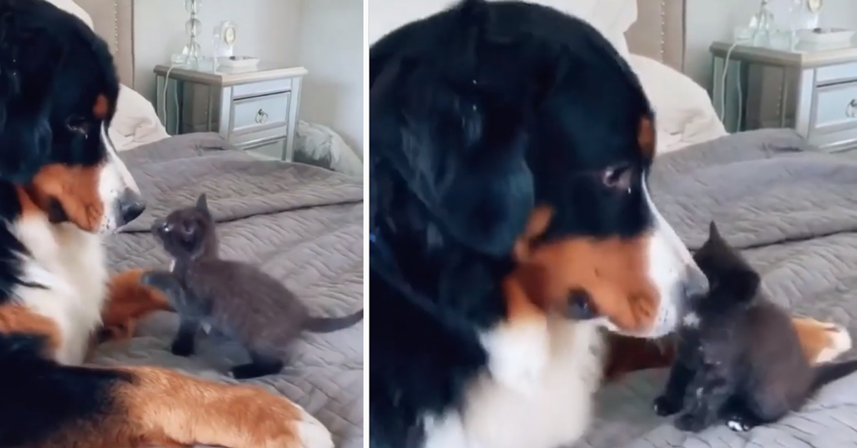 Gattino “sfida” un Bovaro del Bernese e il video conquista il web