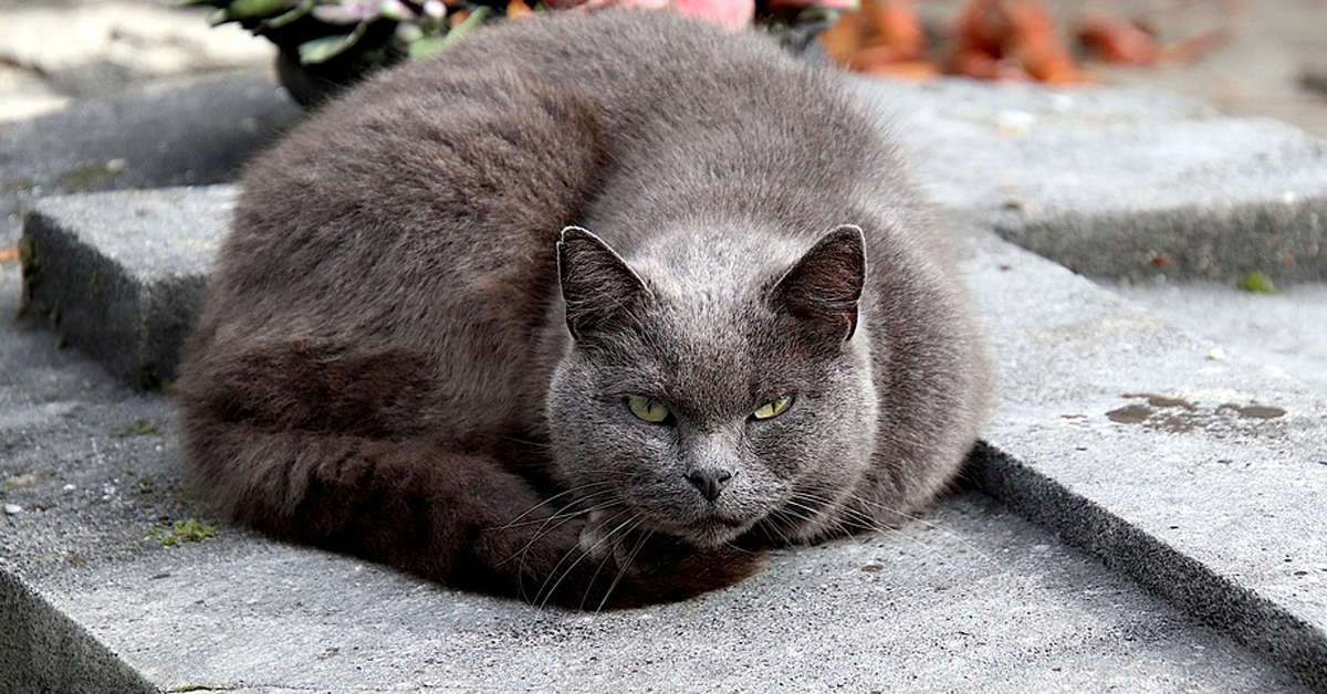 Gatto che osserva