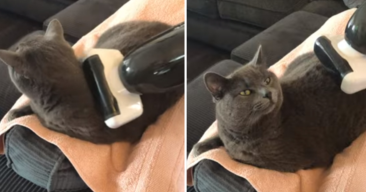 Gattino si gode la quarantena facendosi massaggiare da un’aspirapolvere (video)