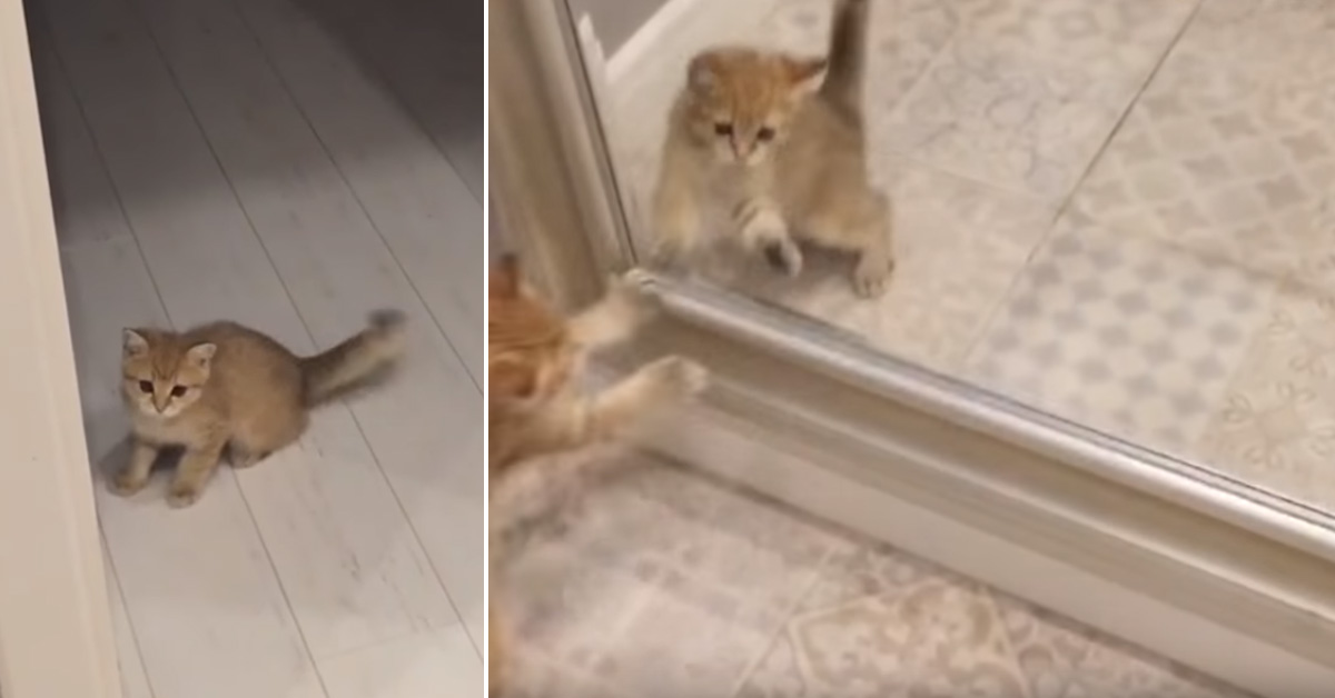 Gattino si guarda allo specchio e la sua reazione è unica (video)