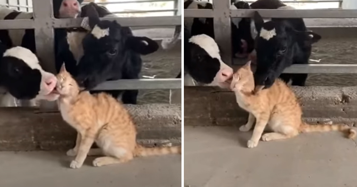 Gattino si lascia coccolare dalle mucche e il video fa il giro del web