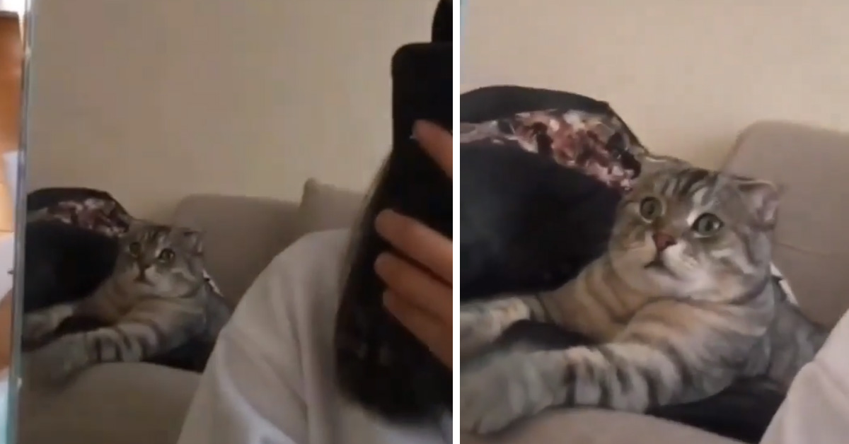 Gattino vede in tv dei leoni che fanno cena e la sua reazione è unica (video)