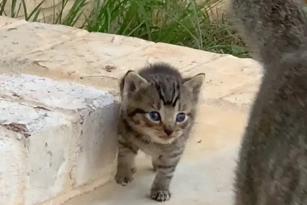 cucciolo in giardino