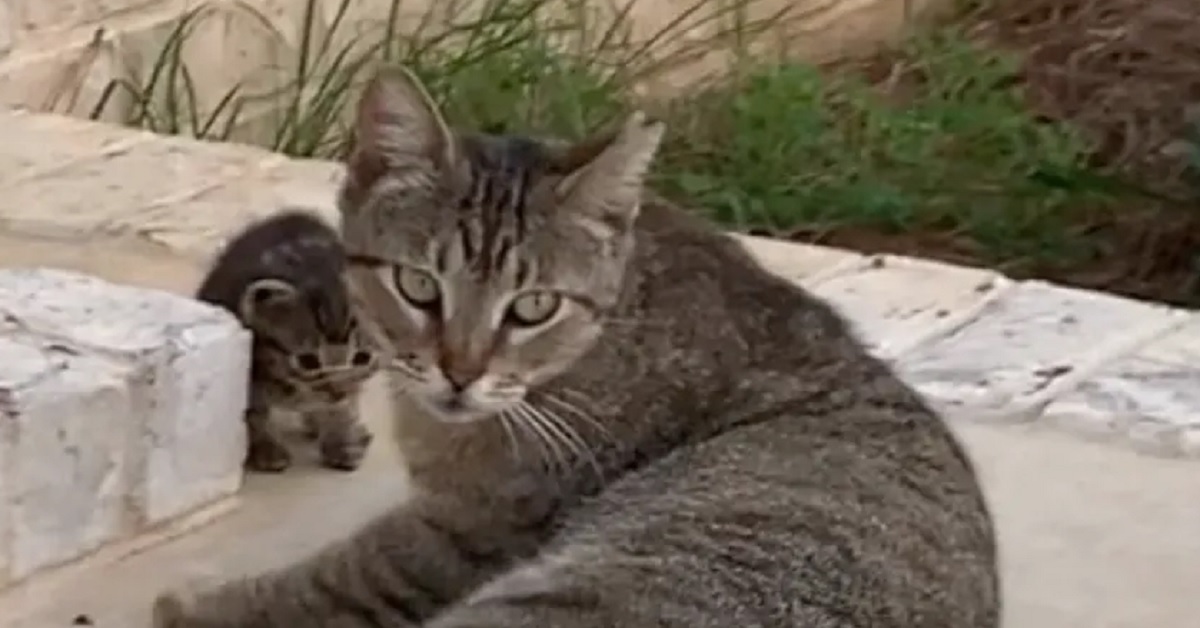 Gatto porta il suo cucciolo in salvo (video)