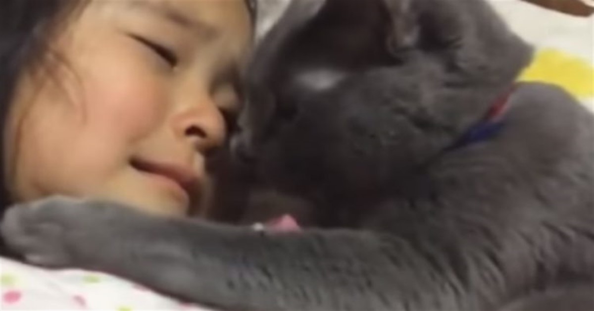 Hima, il gattino Blu di Russia che cerca di consolare la sua padroncina che piange (video)