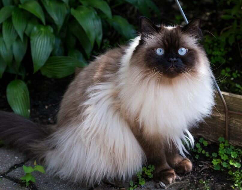 gatto himalayano