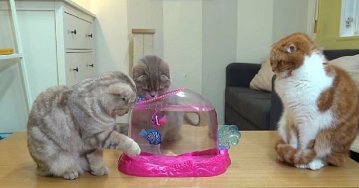 I gattini sono alle prese con dei pesci finti e il video fa il giro del web