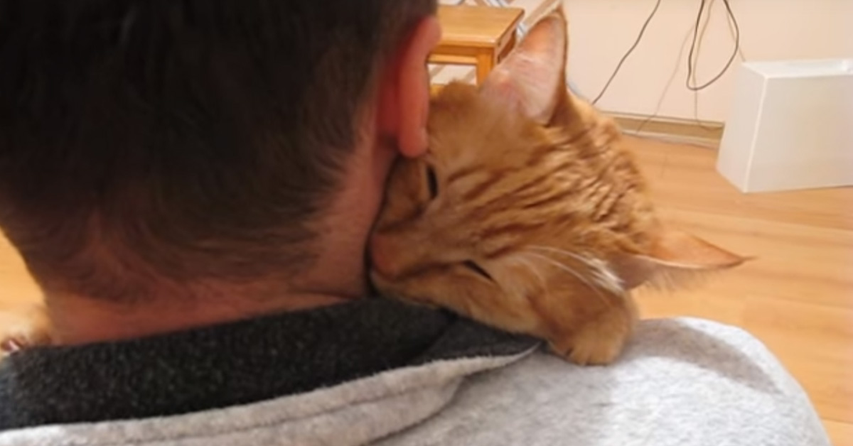 Il gattino abbraccia dolcemente il proprietario e il video conquista il web