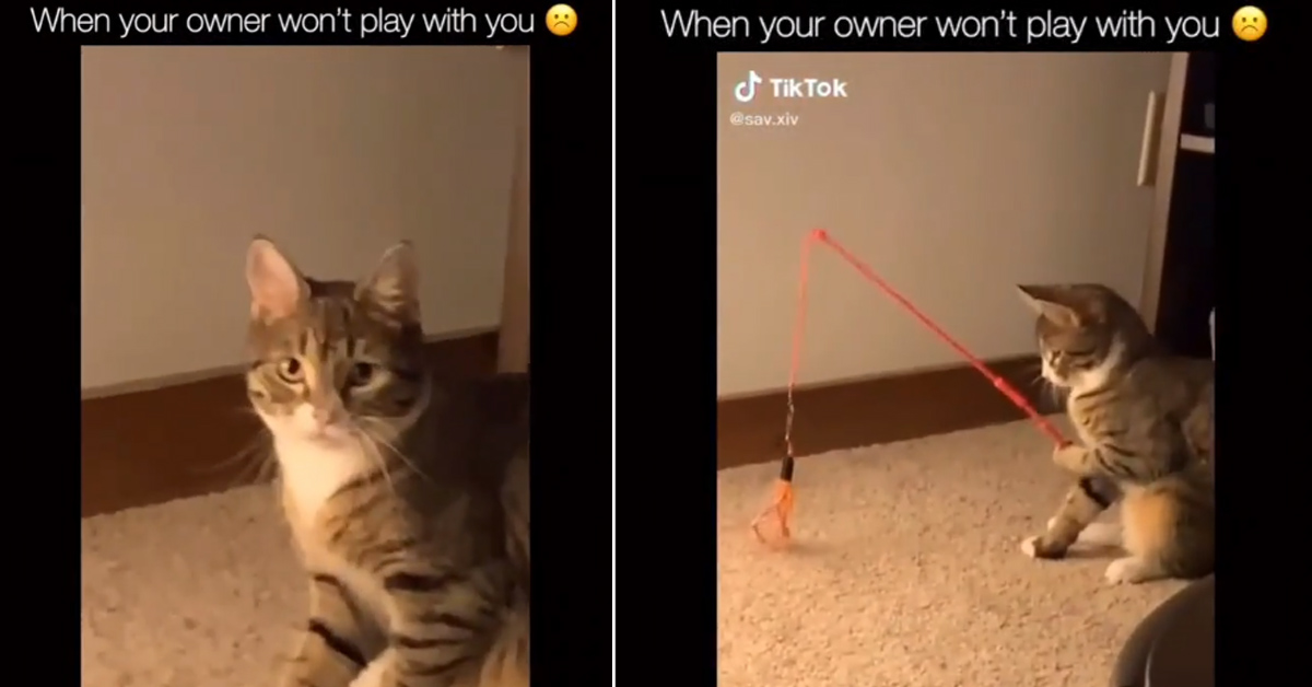 Il gattino affronta la noia da quarantena imparando a pescare e il video conquista il web