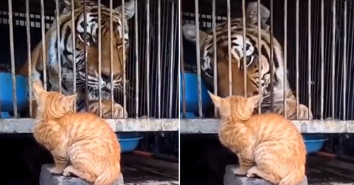 Il gattino “affronta” l’enorme tigre e il video conquista il web