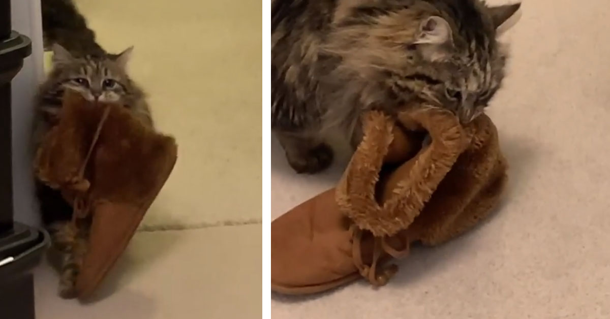 Il gattino “cane” che adora portare in giro per casa le scarpe e che fa impazzire il web (video)