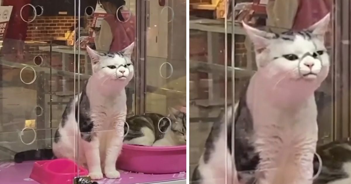 Il gattino cerca una boccata d’aria fresca e il video conquista il web