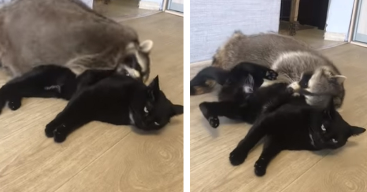 Il gattino che trascorre le sue giornate giocando con un procione (video)