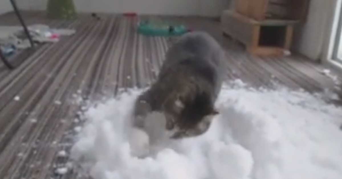 Gatto gioca con la neve